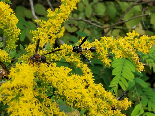 Zethus spinipes variegatus