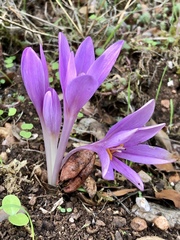 Colchicum lusitanum