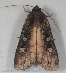 Actebia fennica