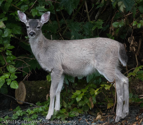 Odocoileus hemionus