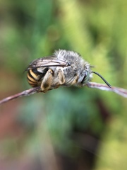 Anthophora marginata