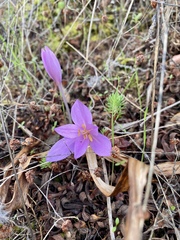 Colchicum lusitanum