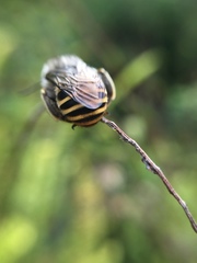 Anthophora marginata