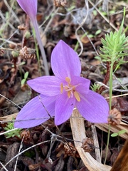 Colchicum lusitanum