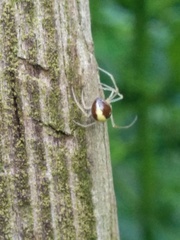 Neottiura bimaculata