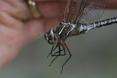 Aeshna interrupta lineata