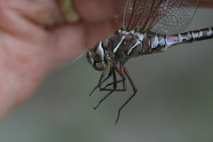Aeshna interrupta lineata