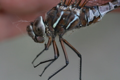 Aeshna interrupta lineata