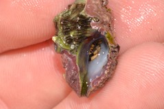 Clibanarius virescens