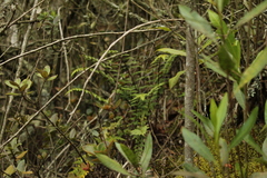 Asplenium praemorsum