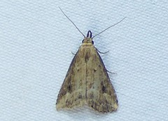 Schrankia macula