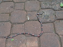 Micrurus altirostris