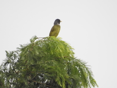 Spizixos semitorques