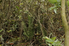 Polypodiopsida