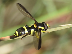 Xanthogramma marginale