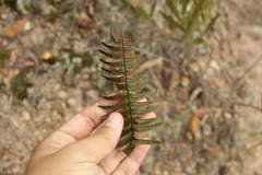 Polypodiopsida