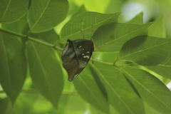 Doleschallia bisaltide