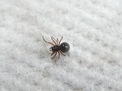 Araneae