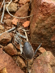Blattodea
