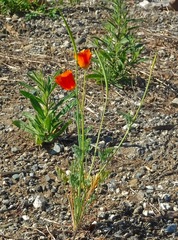 Eschscholzia californica californica