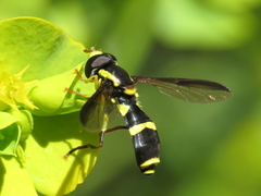 Xanthogramma marginale