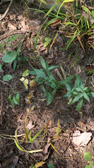 Lithospermum officinale