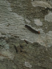 Lepidoptera