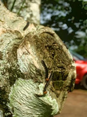 Lepidoptera