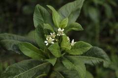 Verbesina centroboyacana
