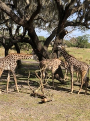 Giraffa