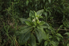 Verbesina centroboyacana