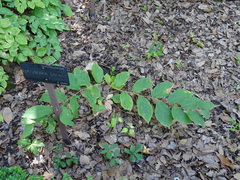 Fortunearia sinensis