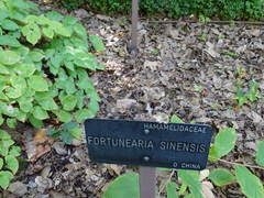 Fortunearia sinensis