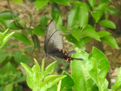 Papilio bianor