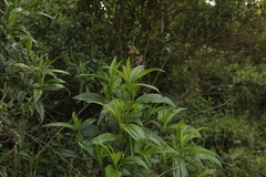 Chromolaena perglabra