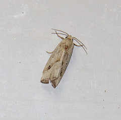 Micrathetis tecnion