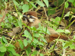 Pterorhinus sannio
