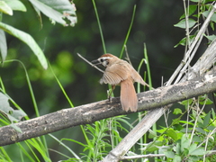 Pterorhinus sannio