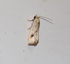 Micrathetis tecnion