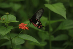 Pachliopta aristolochiae
