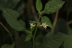 Solanum