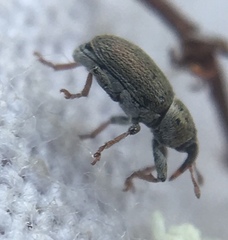 Tychius