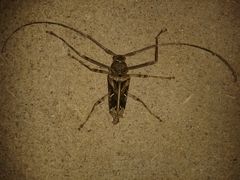 Macropophora accentifer