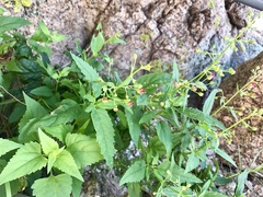 Scrophularia parviflora