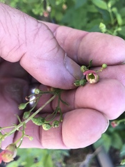 Scrophularia parviflora