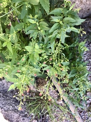 Scrophularia parviflora
