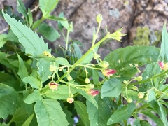 Scrophularia parviflora