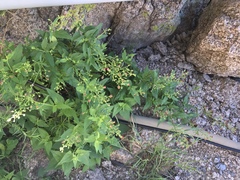 Scrophularia parviflora