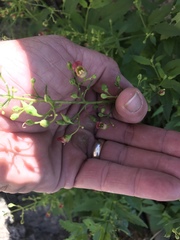 Scrophularia parviflora