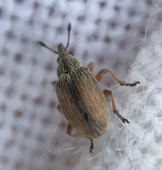Malvapion malvae